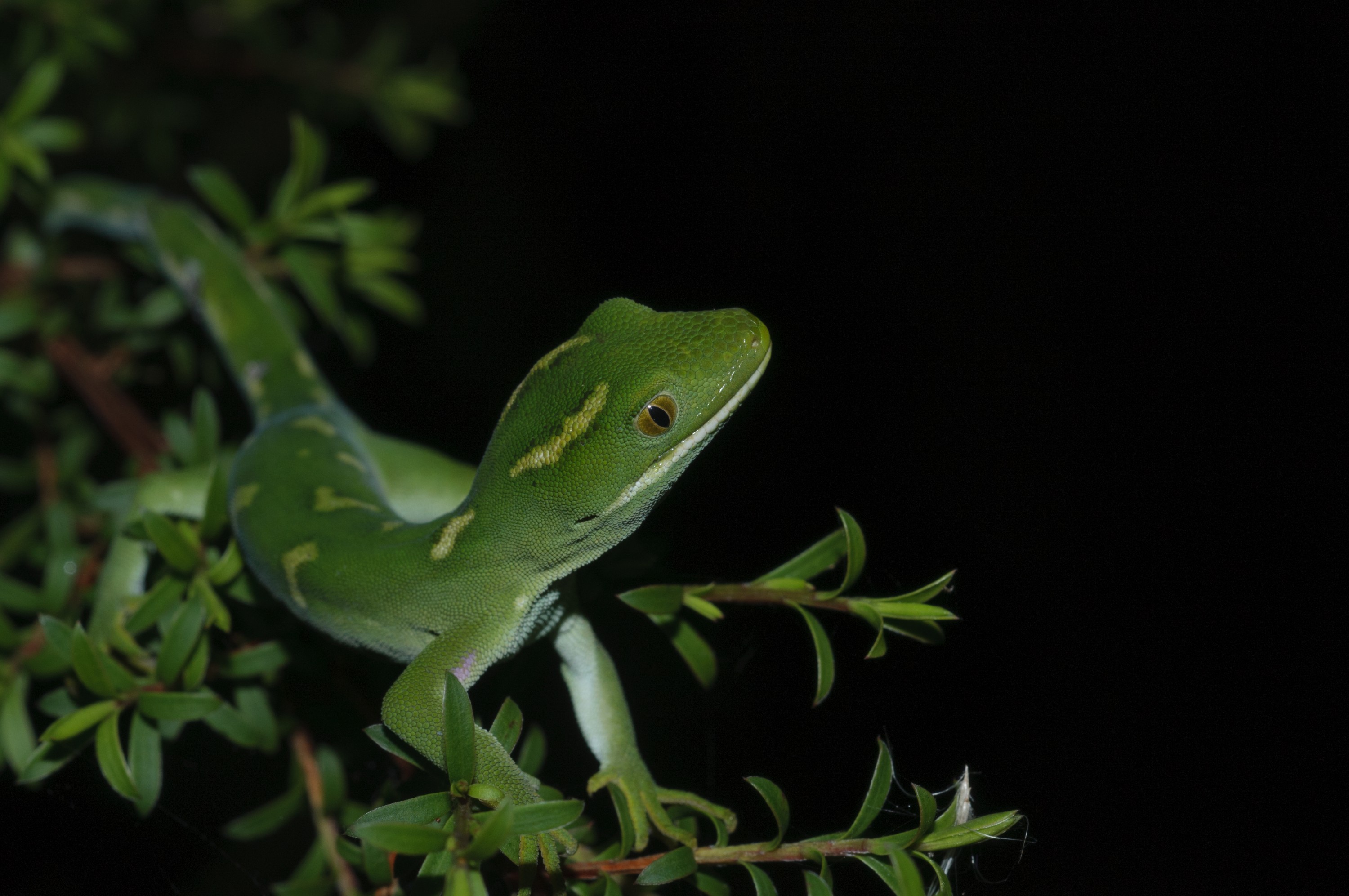 _DSC0312 – Auckland, green, gecko, Naultinus, elegans, elegans, home, lizard, irene, reptiles, rare, cold, blood, new, new zealand, zealand, nz, irene, nov16